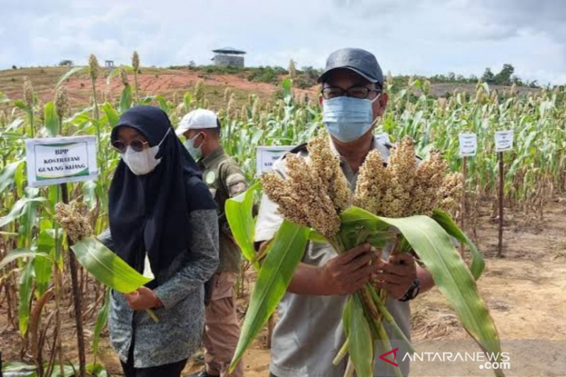 Kepri Miliki 227.000 Hektare Lahan untuk Perkebunan dan Pertanian